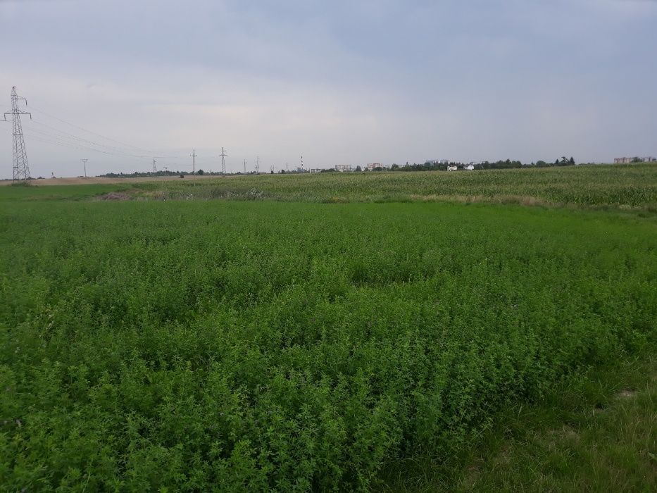 Działka budowlana Gniezno, ul. Okopowa. Zdjęcie 4