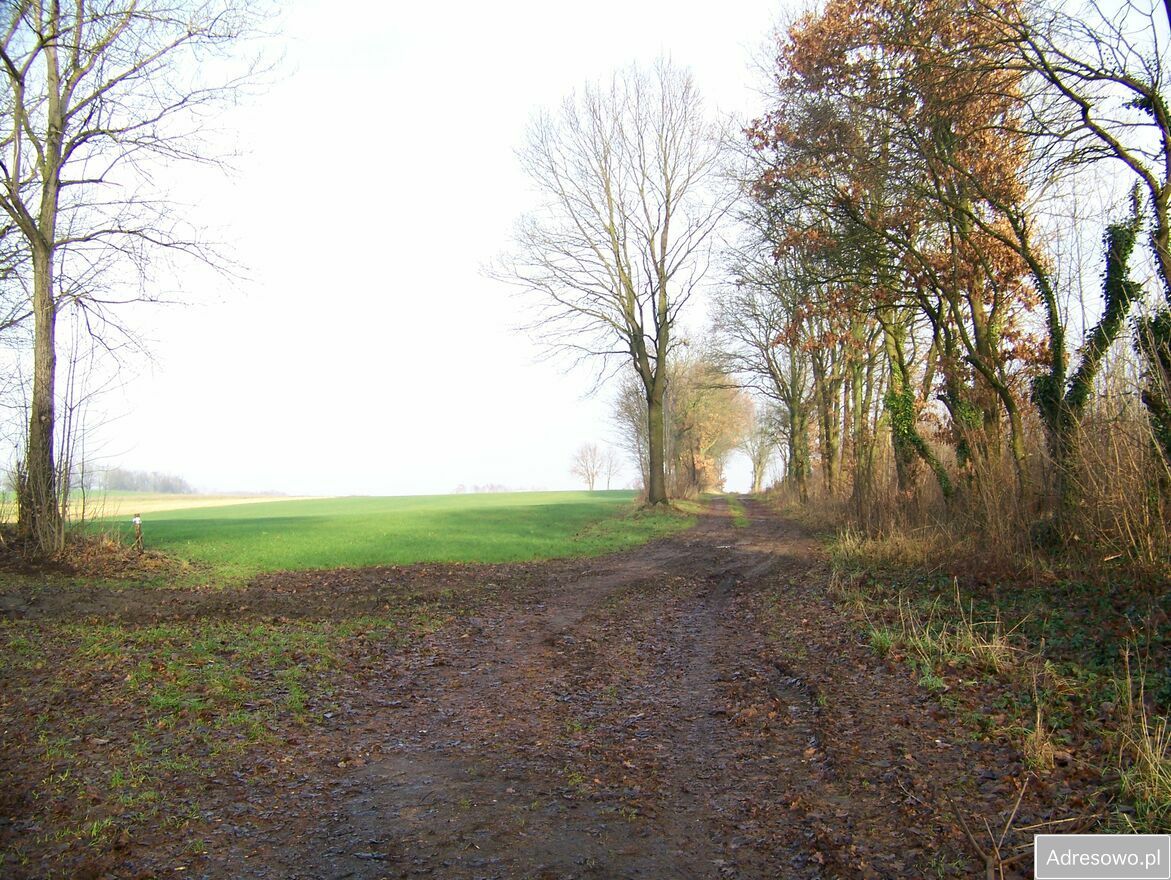 Działka rolna Dargikowo. Zdjęcie 4