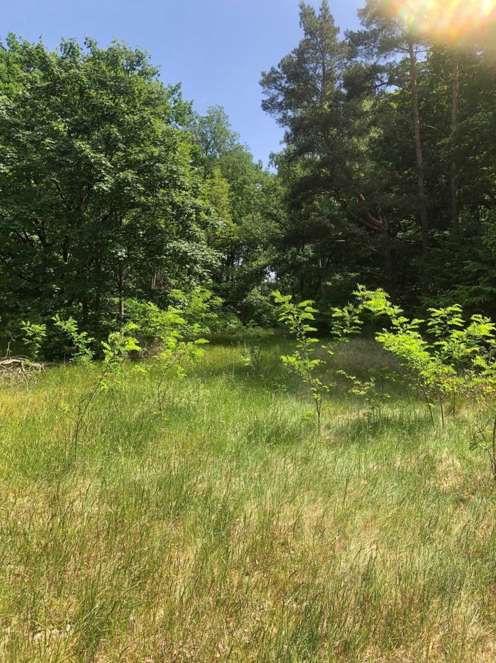 Działka rolno-budowlana Brzózki. Zdjęcie 7