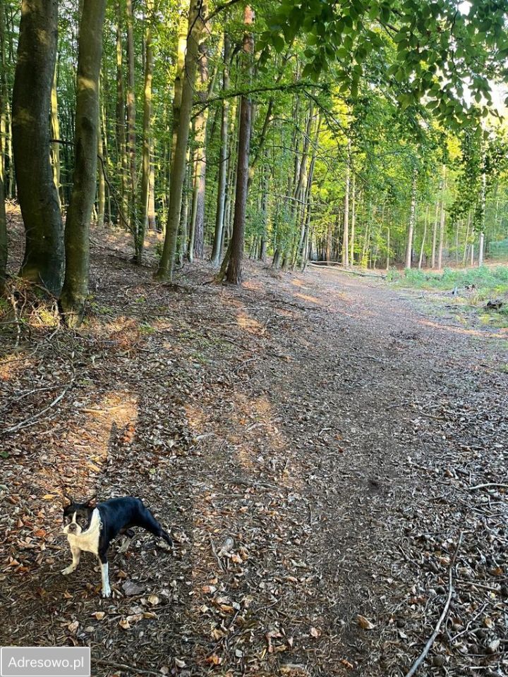 Działka budowlana Sulmin. Zdjęcie 2