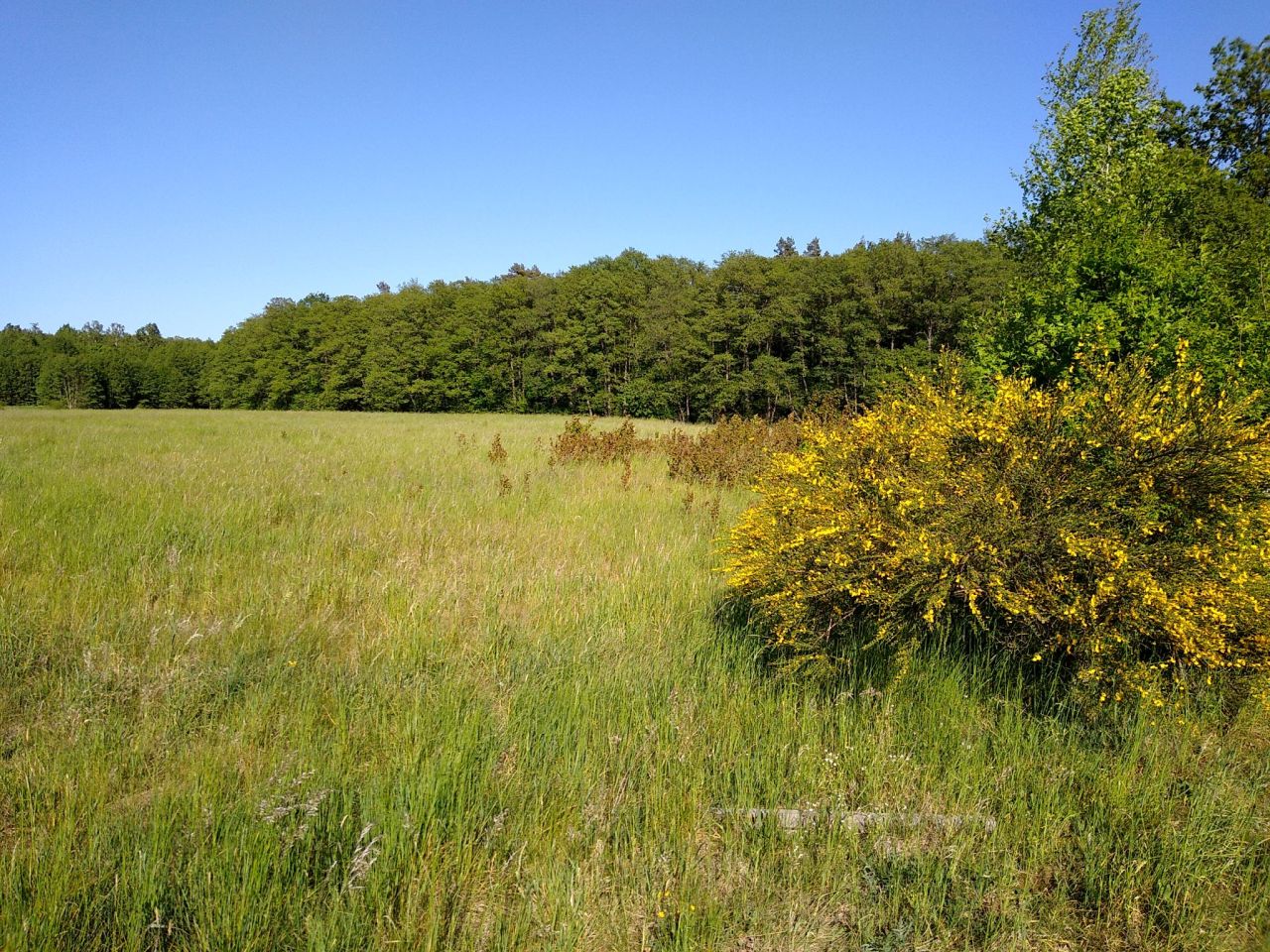 Działka siedliskowa Bożepole Wielkie. Zdjęcie 14