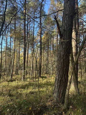 Działka leśna Stanowiska. Zdjęcie 1