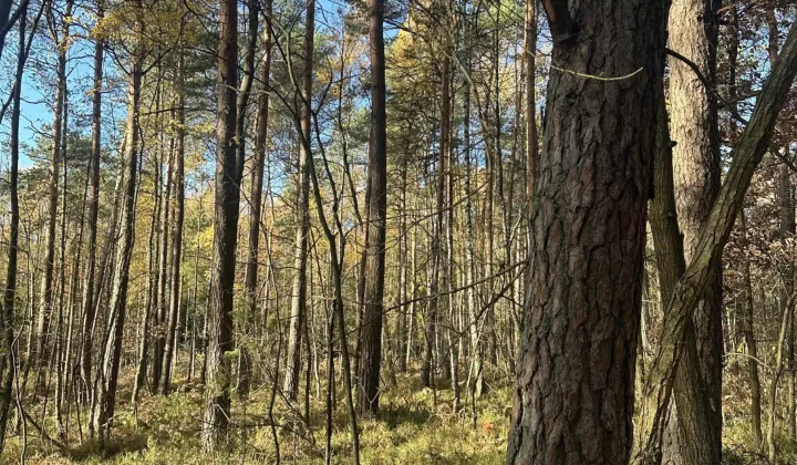 Działka leśna Stanowiska