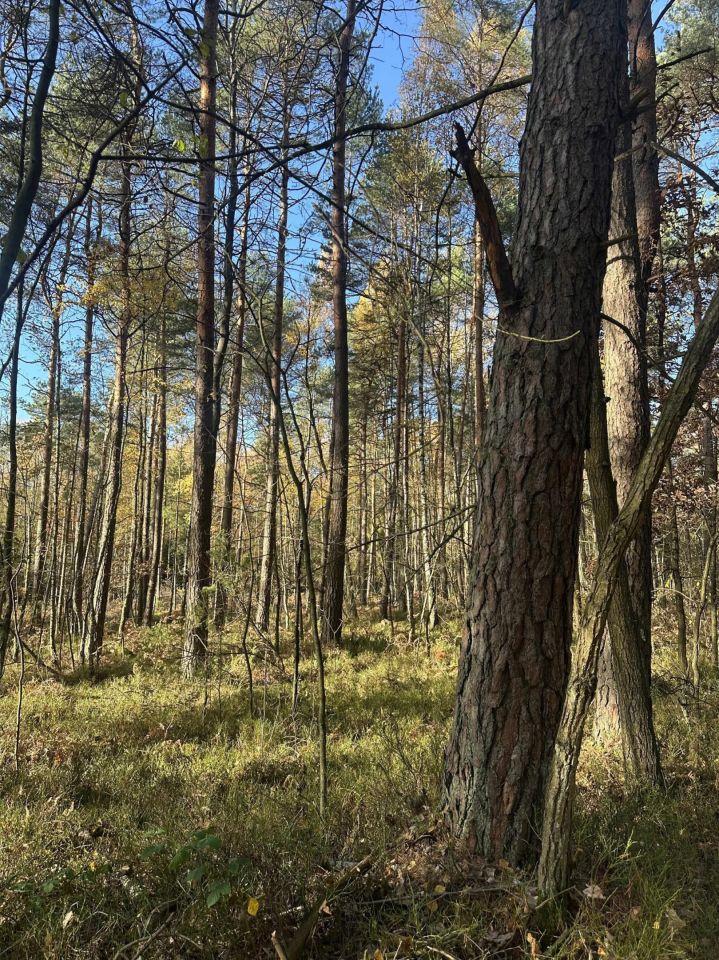 Działka leśna Stanowiska
