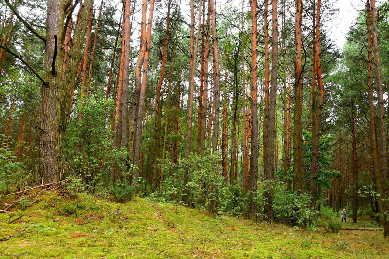 Działka leśna Turna Duża. Zdjęcie 20