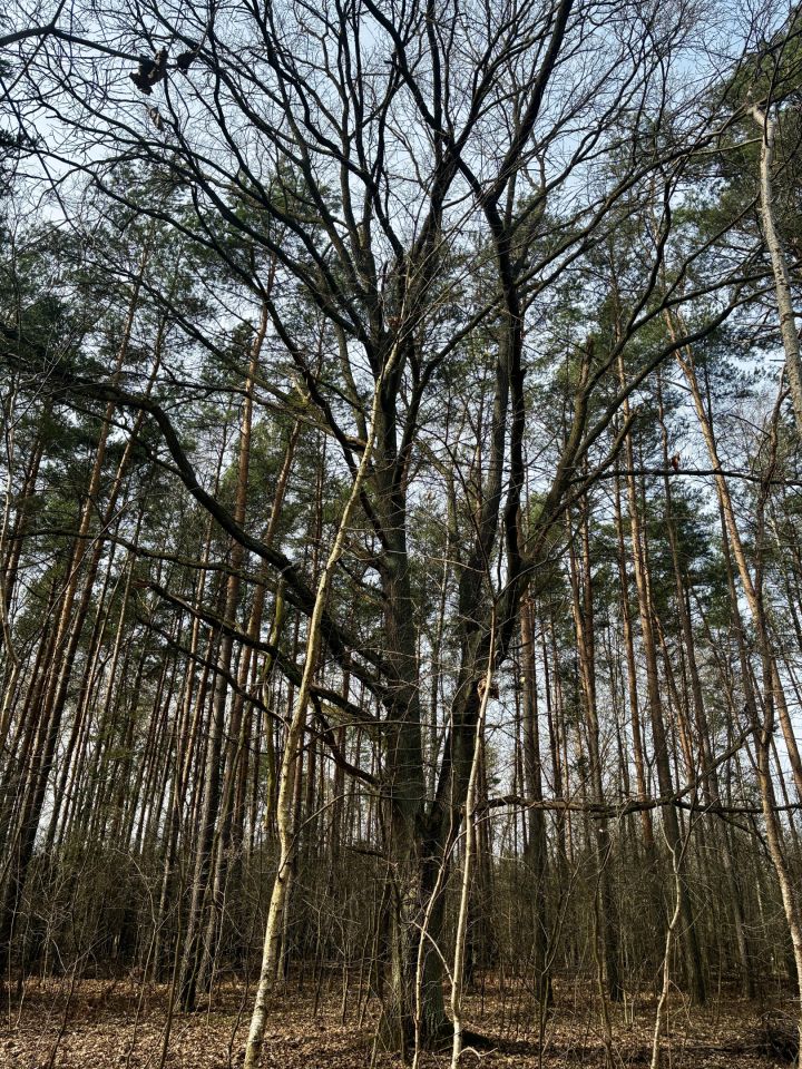 Działka leśna Nowy Prażmów, ul. Leśna. Zdjęcie 5