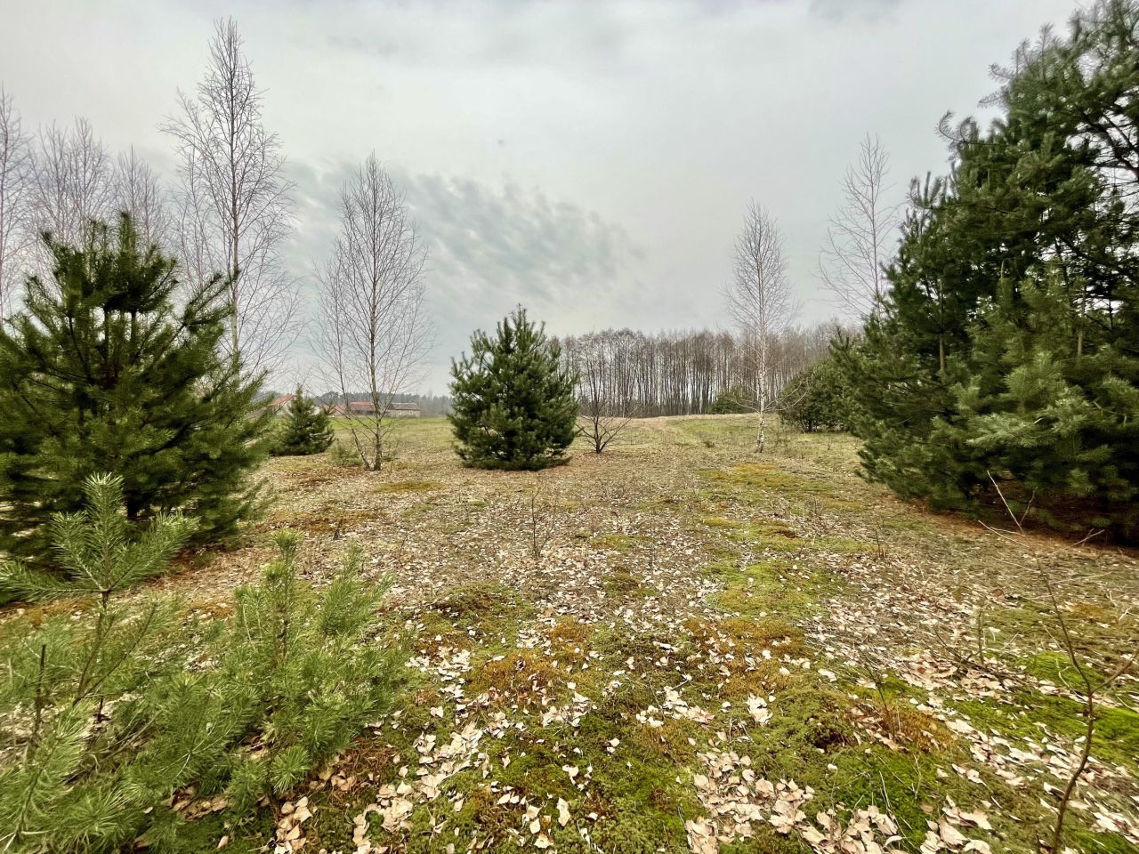 Działka rolno-budowlana Kuczki-Kolonia Kuczki-Pólko. Zdjęcie 6