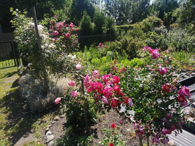 Działka rod Częstochowa Centrum, ul. Papierowa. Zdjęcie 1