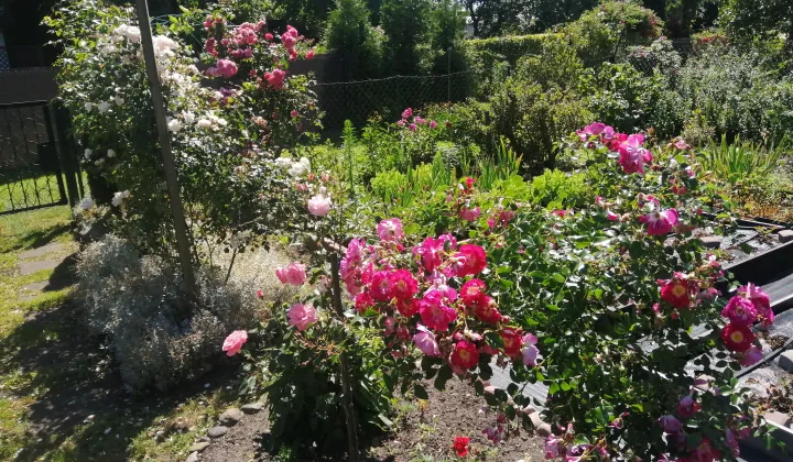 Działka rod Częstochowa Centrum, ul. Papierowa