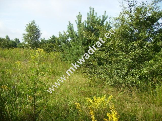 Działka budowlana Czosnów. Zdjęcie 4
