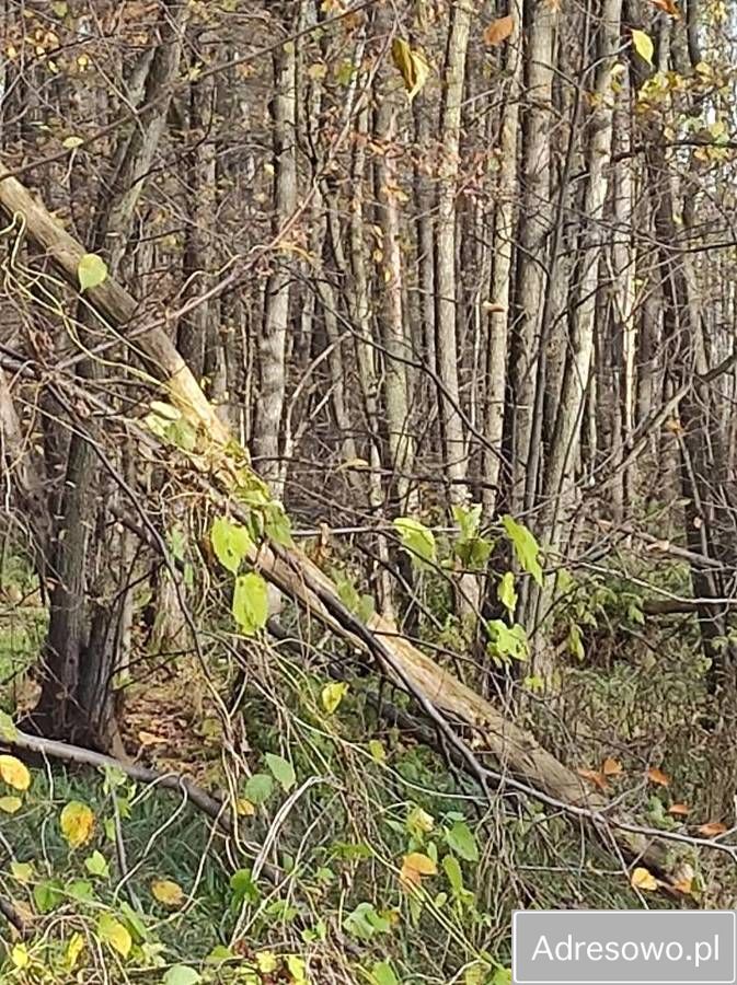 Działka leśna Piaseczno. Zdjęcie 4