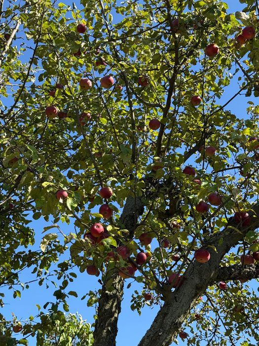 Działka rod Legnica. Zdjęcie 3