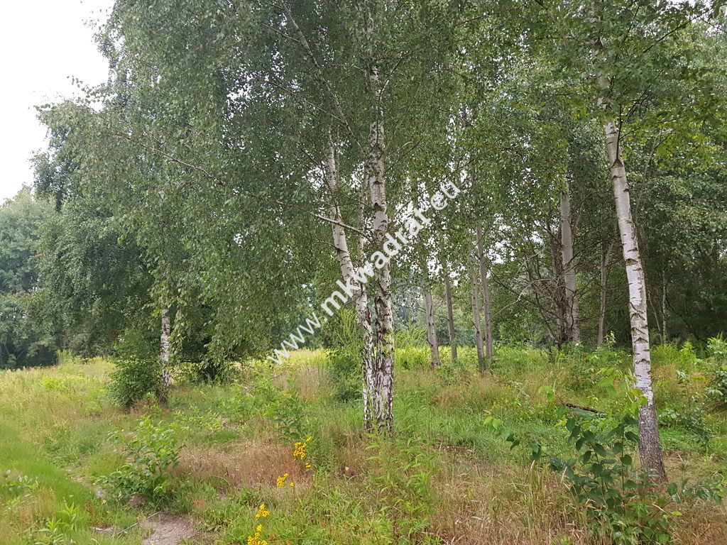 Działka budowlana Terenia. Zdjęcie 8