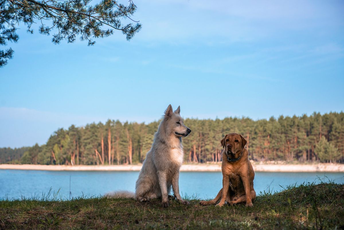 dom wolnostojący, 4 pokoje Brzezinki. Zdjęcie 11
