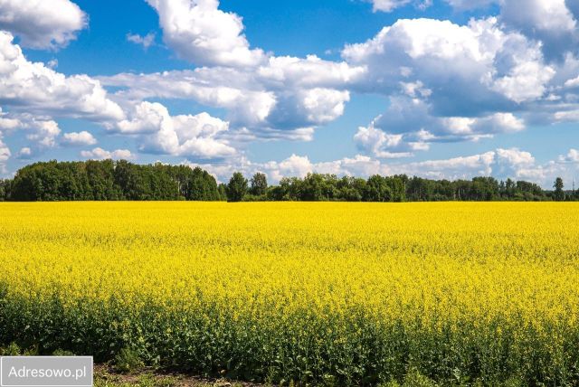 Działka rolno-budowlana Piecowice, ul. Leśna. Zdjęcie 1