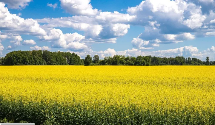 Działka rolno-budowlana Piecowice, ul. Leśna