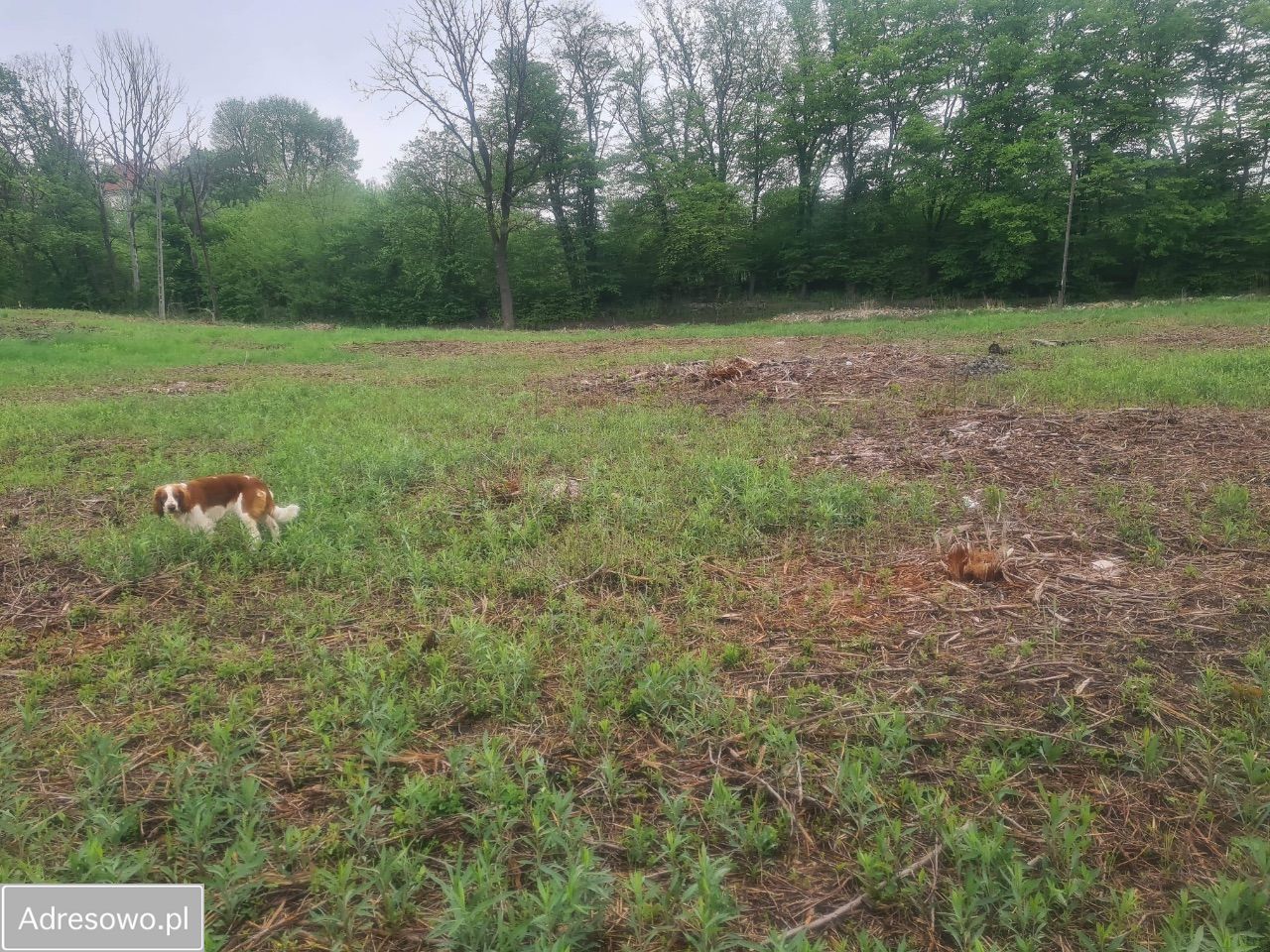 Działka budowlana Kraków Dębniki, ul. Spacerowa