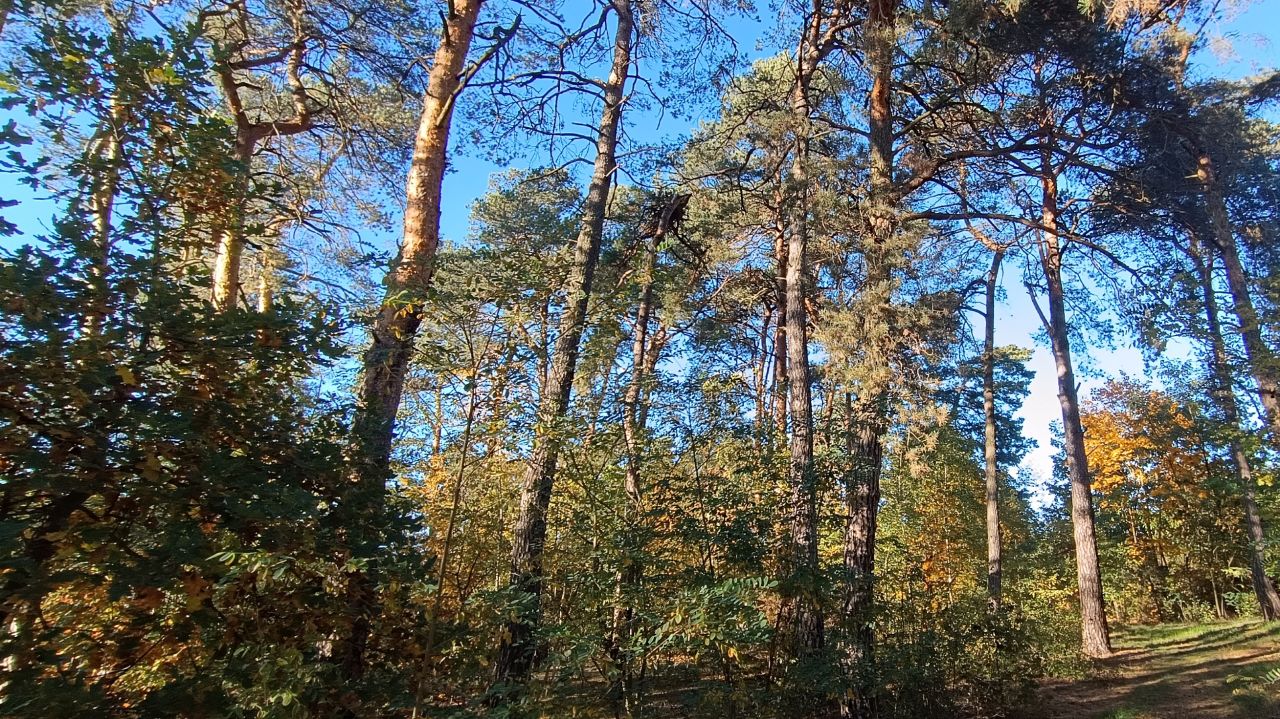 Działka budowlana Dzierzgówek. Zdjęcie 6