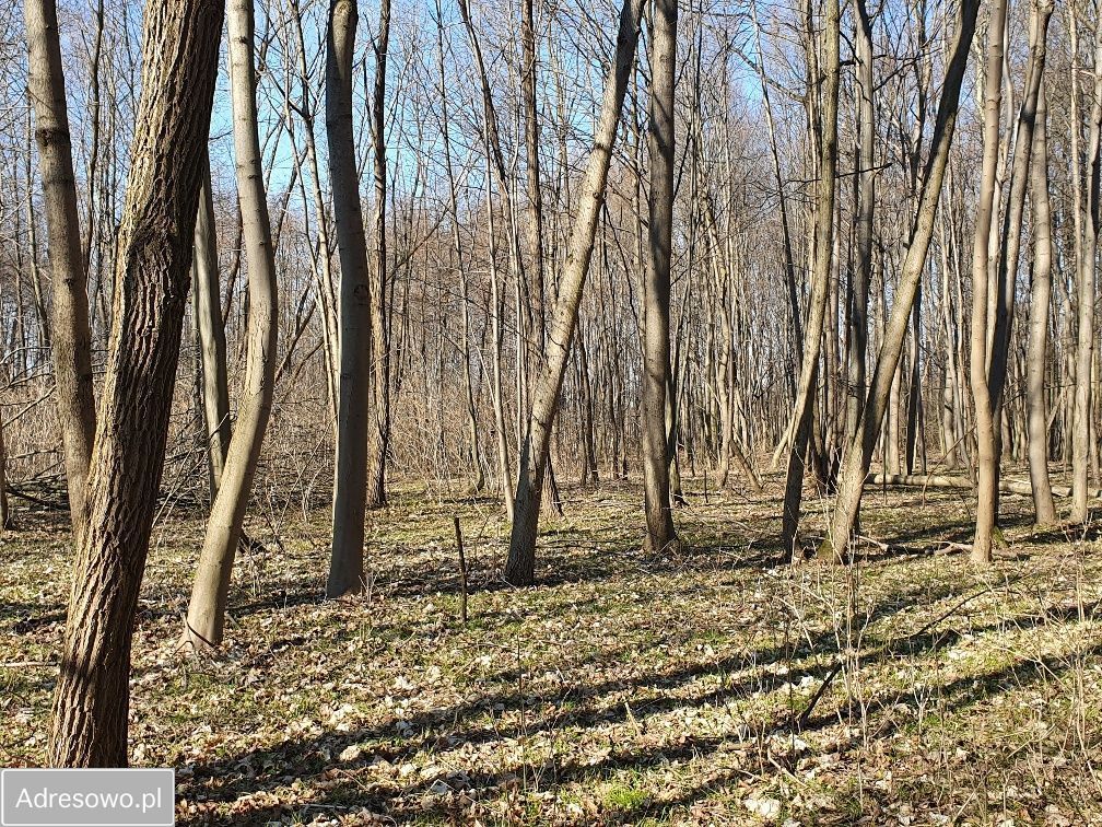 Działka inwestycyjna Wręcza. Zdjęcie 12