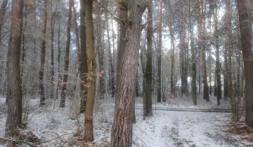 Działka leśna Skaryszew, ul. Podolszyny