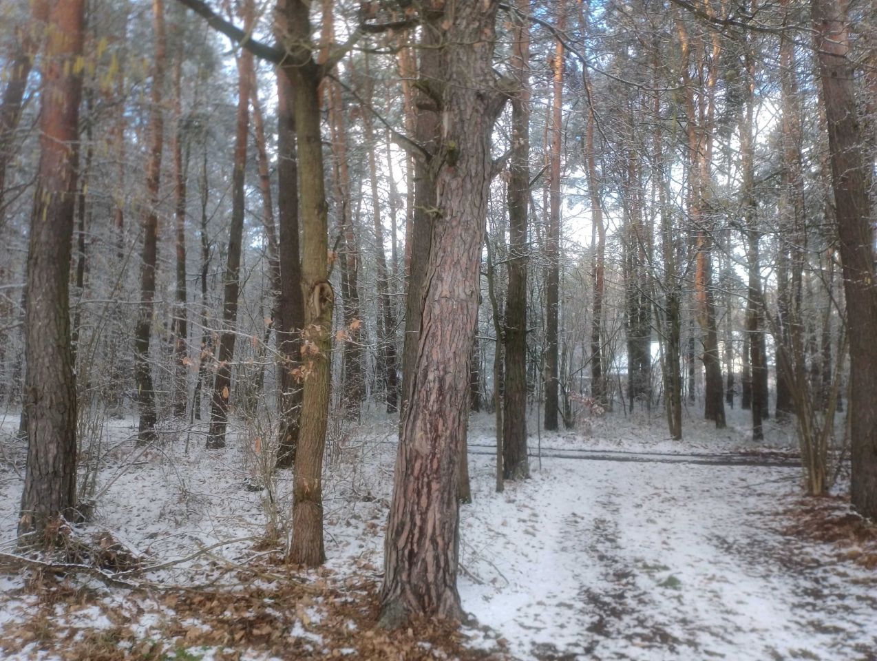 Działka leśna Skaryszew, ul. Podolszyny