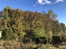 Działka budowlana Dys, ul. Gajowa. Zdjęcie 2