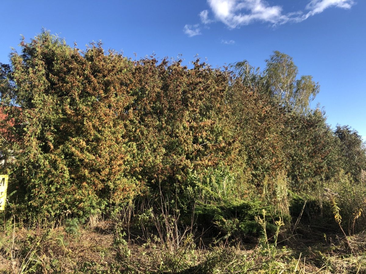 Działka budowlana Dys, ul. Gajowa. Zdjęcie 3