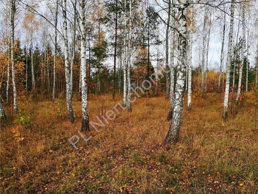 Działka budowlana Nowe Załubice, ul. Kościelna. Zdjęcie 5