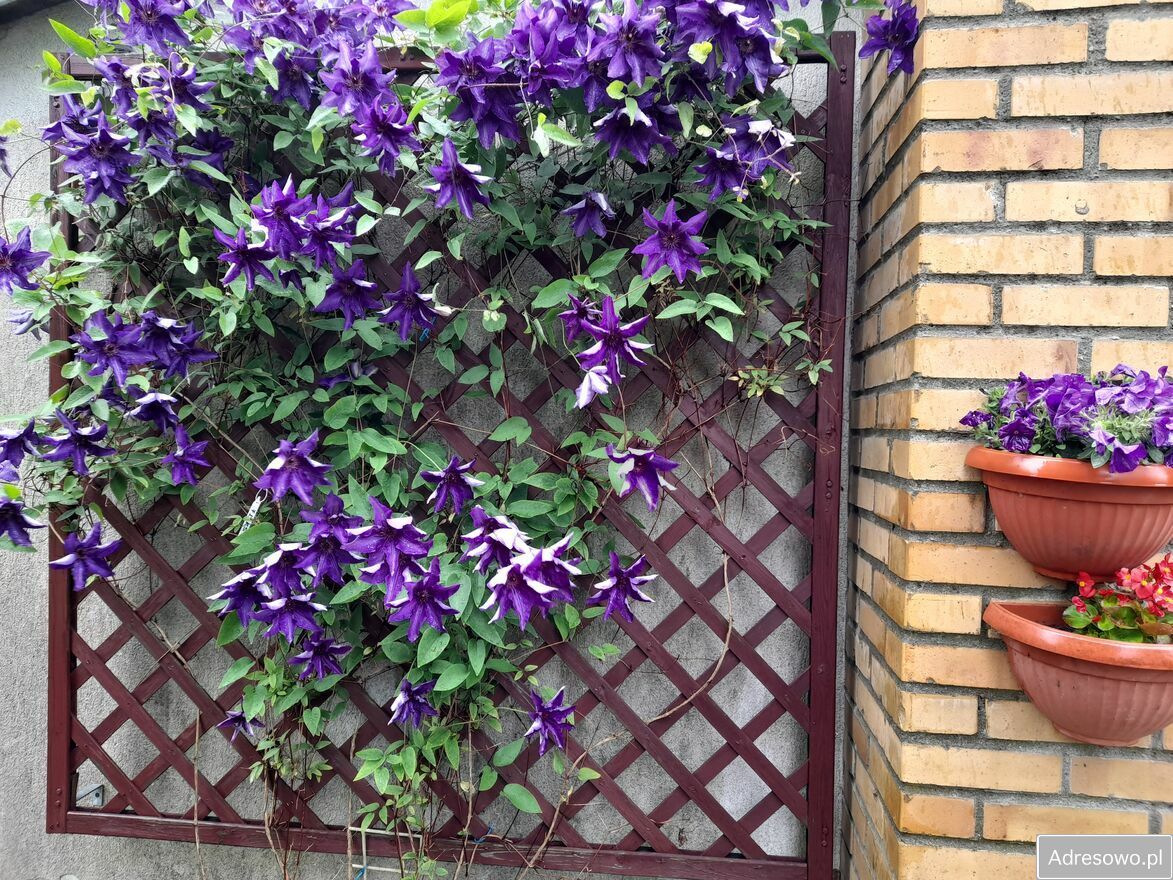 Działka rod Toruń Chełmińskie Przedmieście. Zdjęcie 2