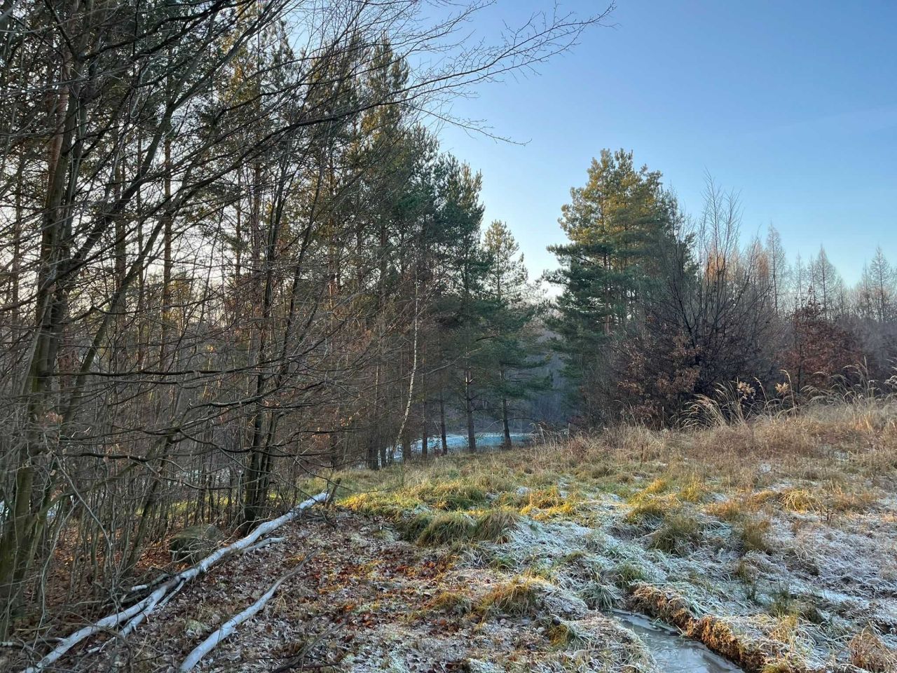 Działka Borówna. Zdjęcie 4