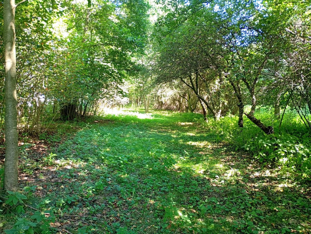 Działka budowlana Kolbuszowa Górna. Zdjęcie 5