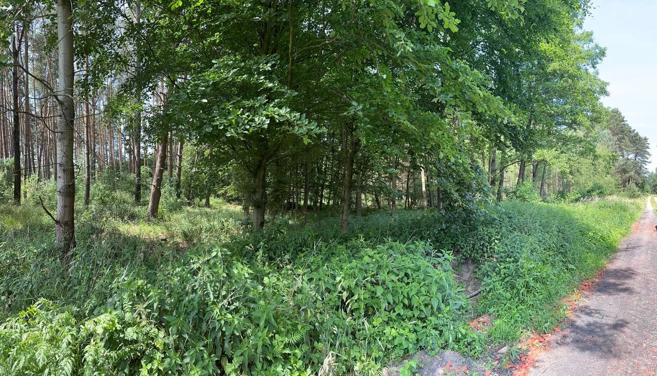 Działka rolna Trzebule. Zdjęcie 6