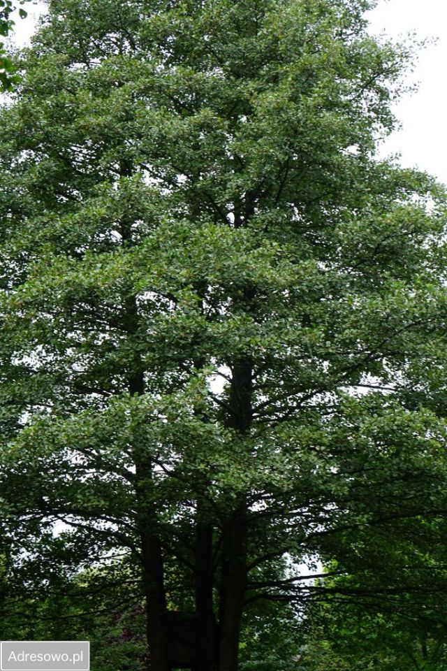 dom wolnostojący, 5 pokoi Radogoszcz. Zdjęcie 11