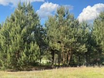 Działka budowlana Ostrowy nad Okszą. Zdjęcie 4