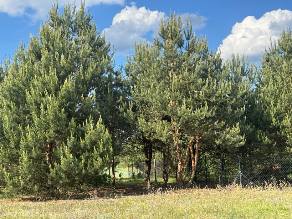 Działka budowlana Ostrowy nad Okszą. Zdjęcie 5