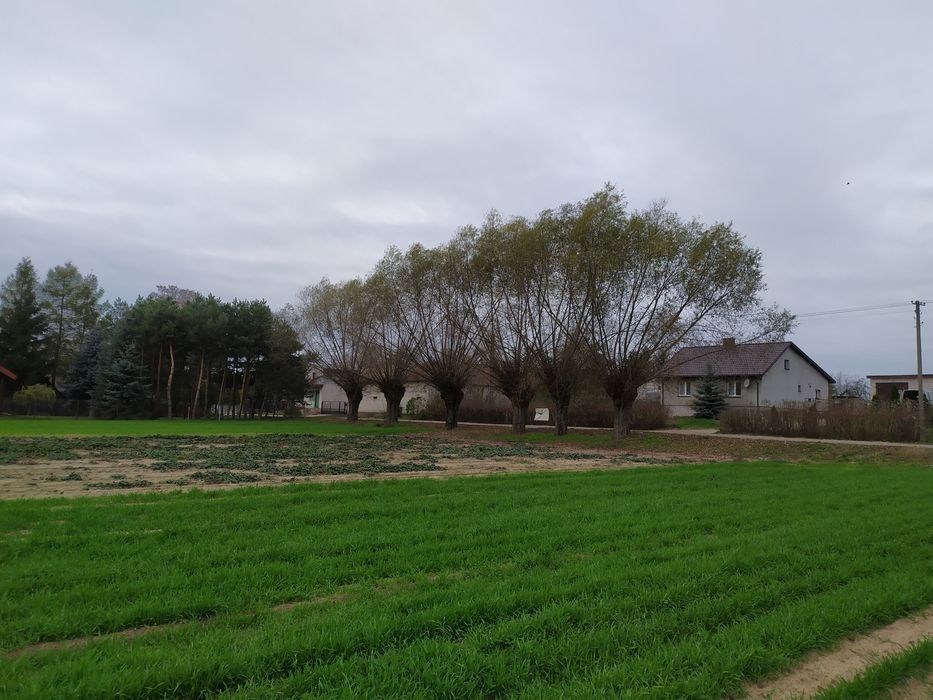 Działka rolna Wychódźc. Zdjęcie 5