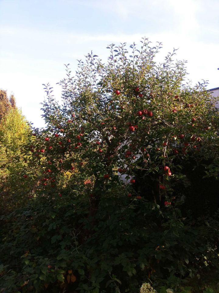 Działka rod Wejherowo, ul. Nadrzeczna. Zdjęcie 6