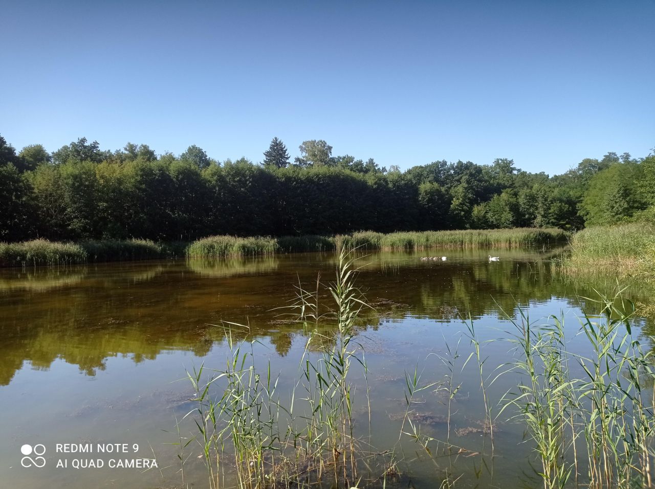Działka rekreacyjna Ptakowice, ul. Wyzwolenia. Zdjęcie 5