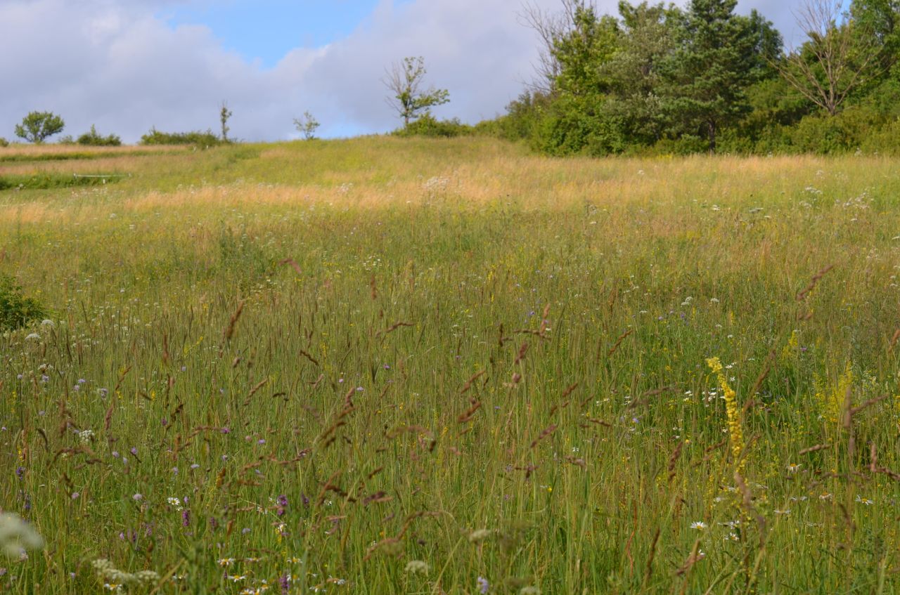 Działka rolna Posada Jaśliska Sołtyskie. Zdjęcie 5
