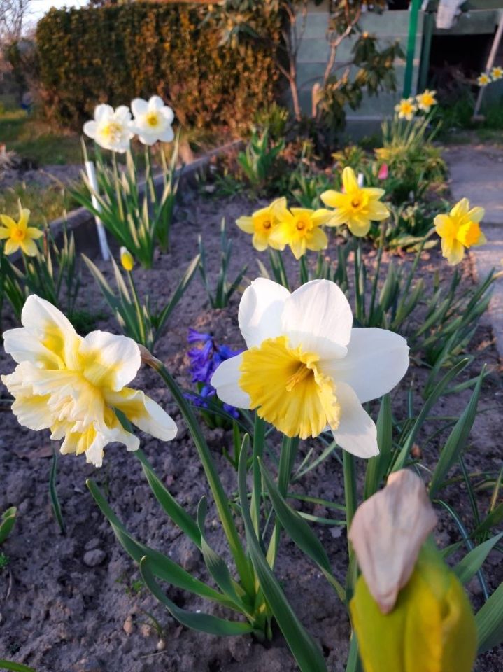 Działka rod Lubin, ul. Spacerowa. Zdjęcie 2