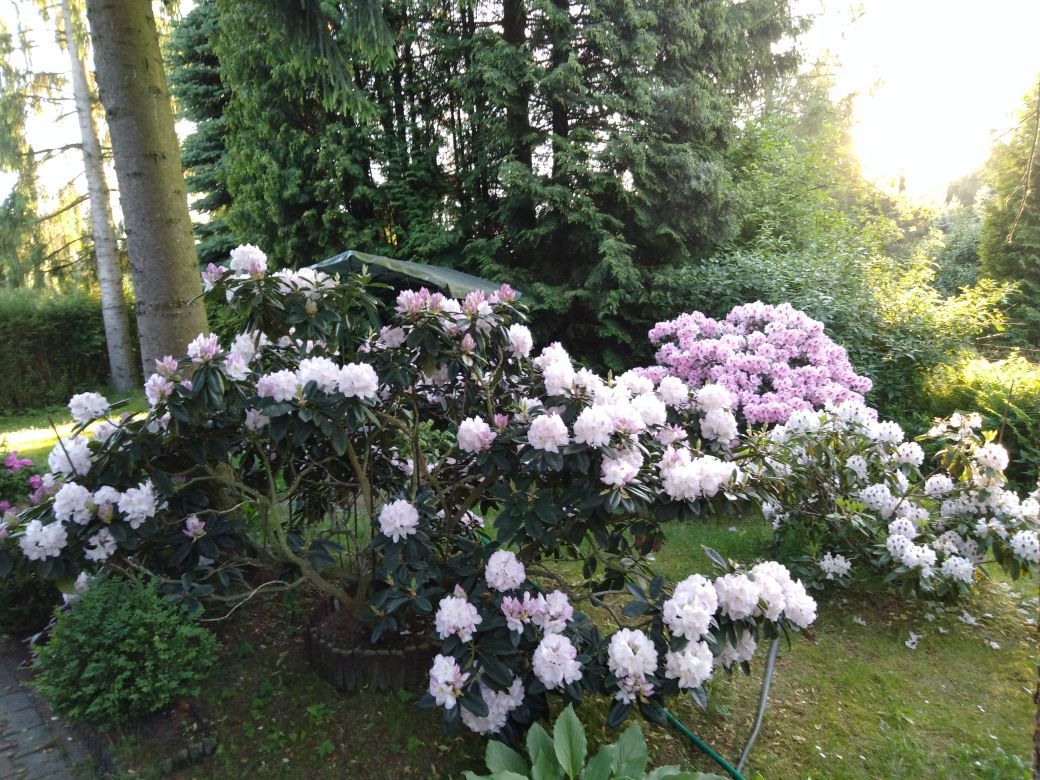 Działka rekreacyjna Łosie, ul. Czyżyka. Zdjęcie 34