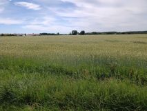 Działka rolna Chrapoń. Zdjęcie 2