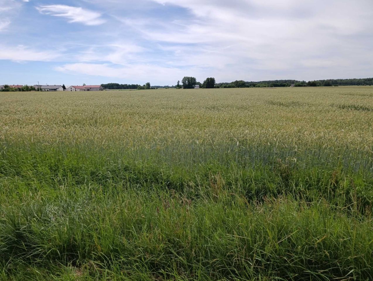 Działka rolna Chrapoń. Zdjęcie 3