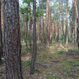 Działka leśna Kostrzyn. Zdjęcie 2