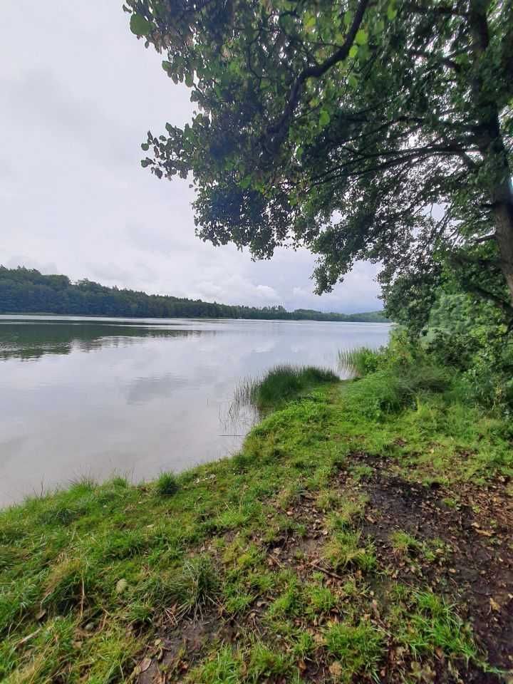 Działka leśna Borek Kamienny. Zdjęcie 2