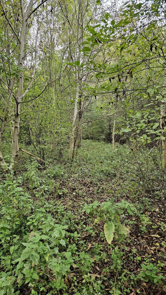 Działka inwestycyjna Palikówka. Zdjęcie 7