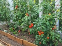 Działka rod Tczew. Zdjęcie 1