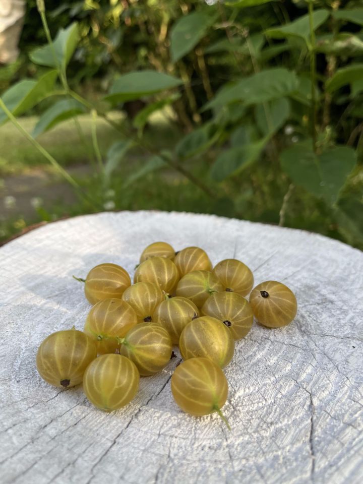 Działka rod Gdańsk. Zdjęcie 28