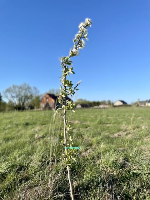 Działka siedliskowa Mogowo. Zdjęcie 5