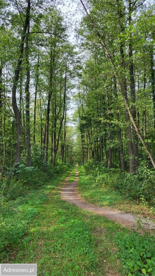 Działka budowlana Izabelin-Dziekanówek. Zdjęcie 3
